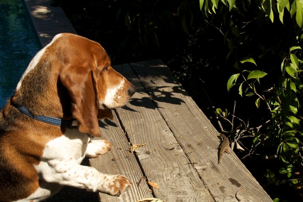 Are Basset Hounds Hyper