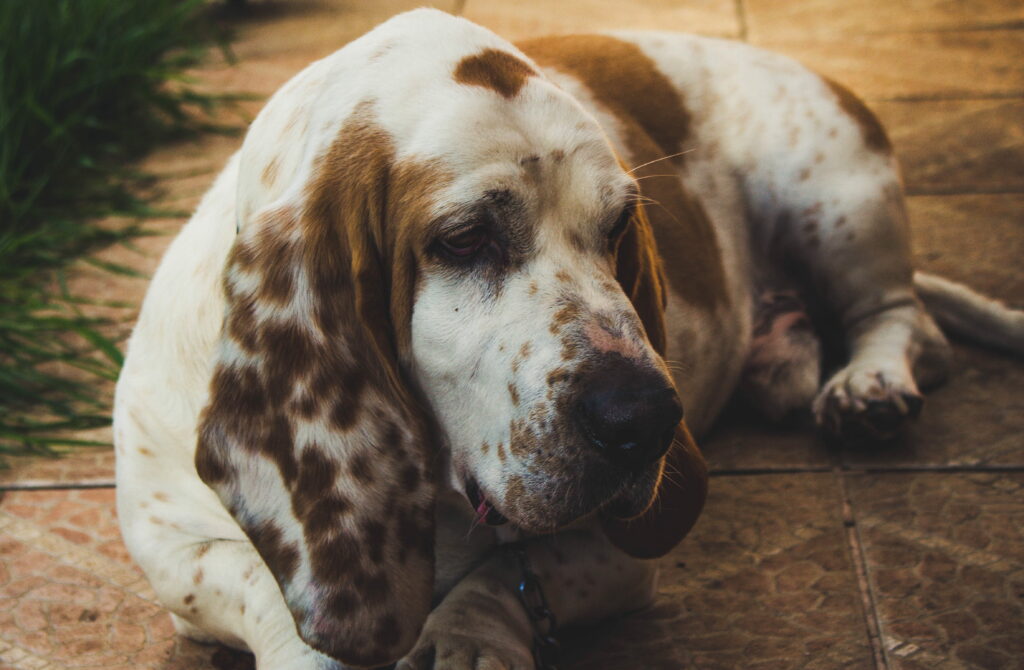 Are Basset Hounds Hyper?