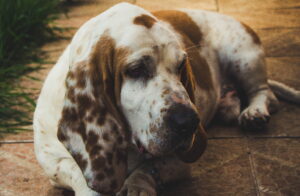 Are Basset Hounds Hyper