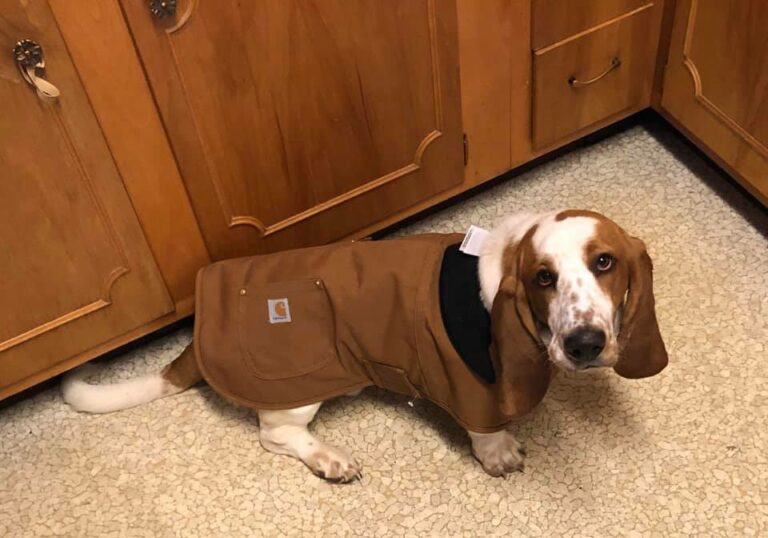Can Basset Hounds Stay Outside in the Cold? (Answered!) Basset Hound