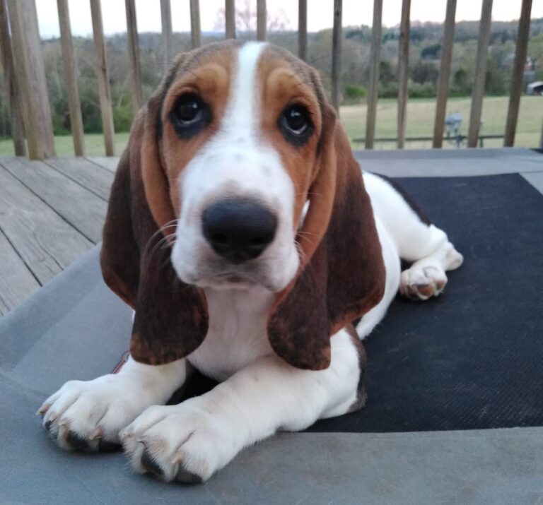 Why Basset Hounds Smell So Bad and How To Fix It Basset Hound Enthusiast