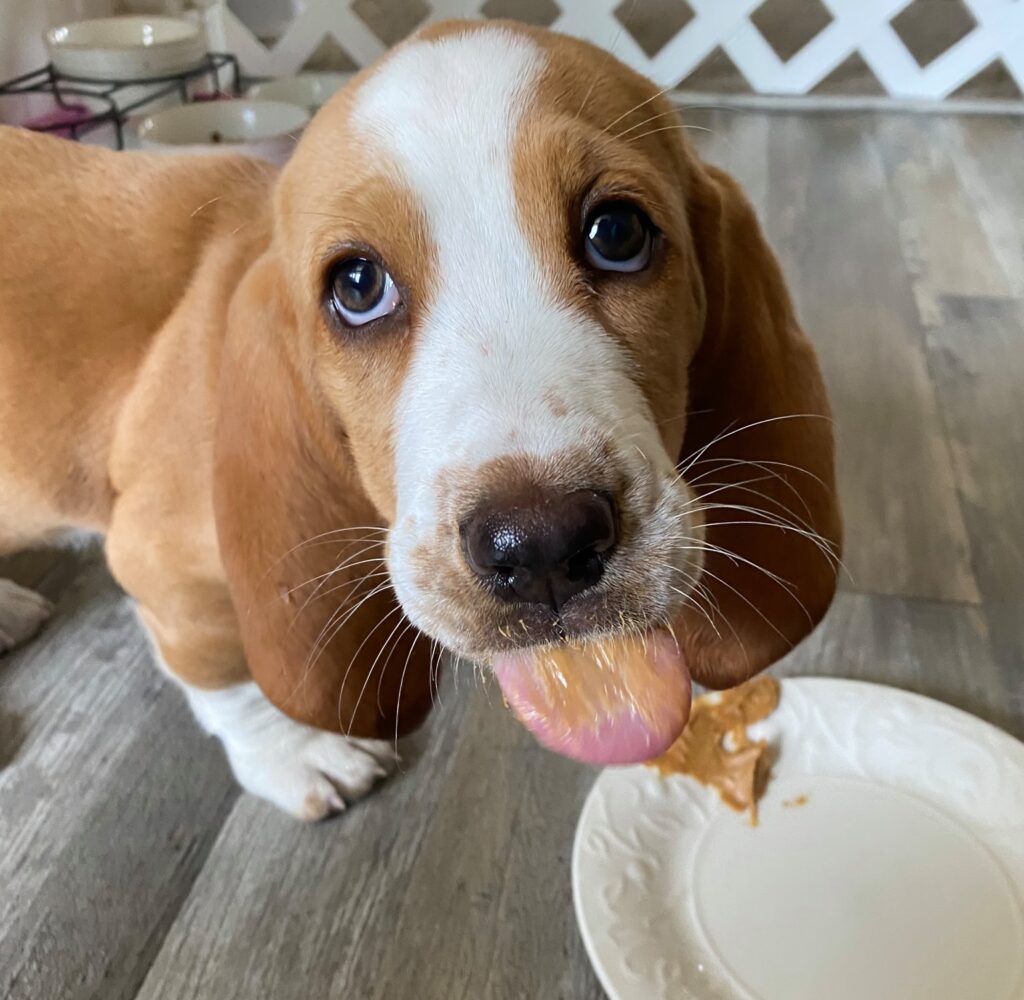 Can Basset Hounds Eat Peanut Butter