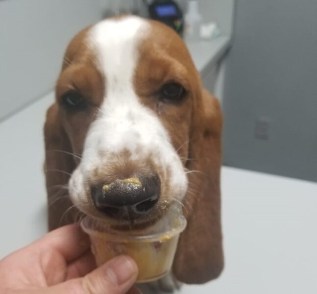 Can Basset Hounds Eat Peanut Butter 2