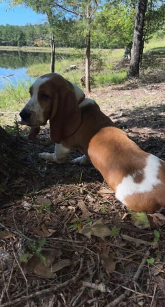 Can Basset Hounds Run Long Distances