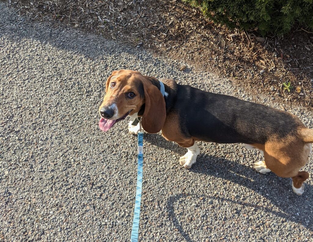 Can Basset Hounds Run Long Distances