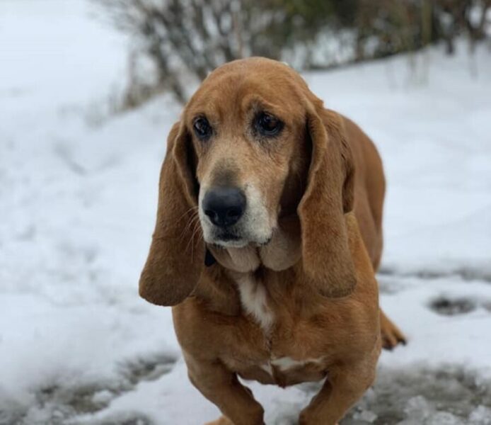 Can Basset Hounds Run Long Distances