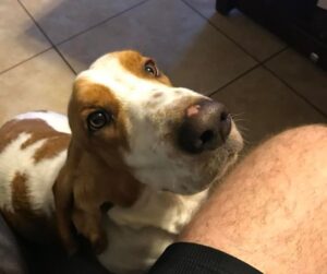 Do Basset Hounds Bark a Lot 11