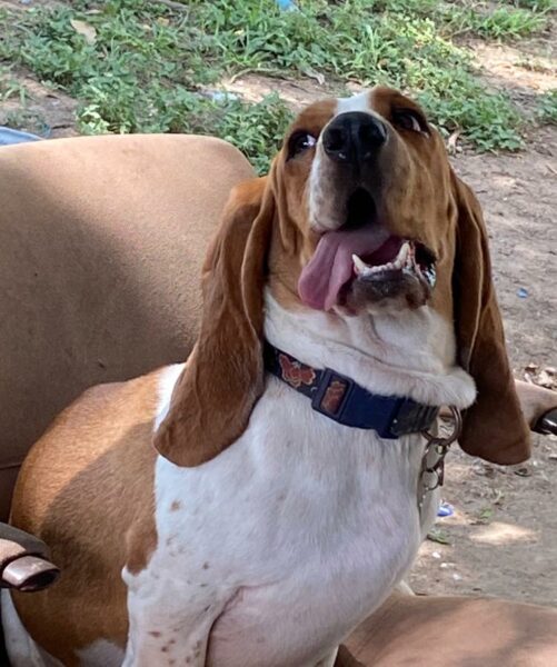 Do Basset Hounds Bark a Lot? (Explained!) Basset Hound Enthusiast