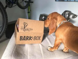 Do Basset Hounds Bark a Lot