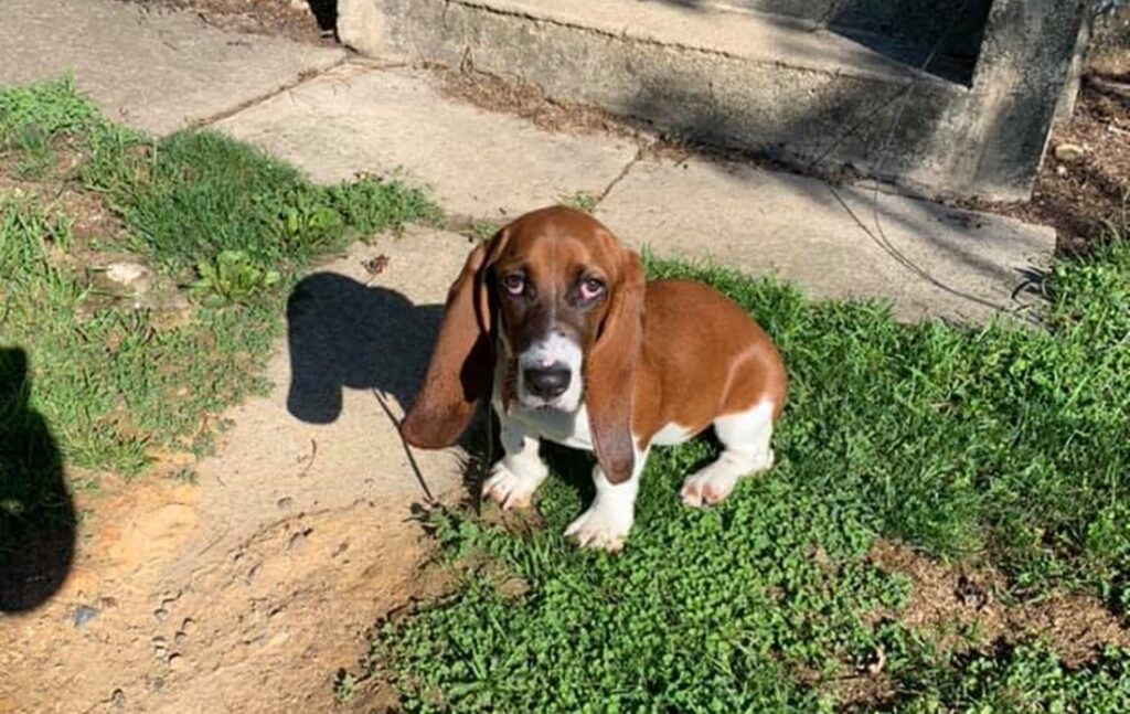 Do Basset Hounds Bark a Lot? (Explained!) Basset Hound Enthusiast