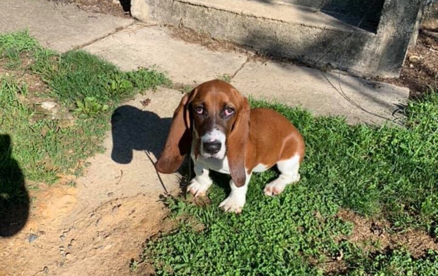 Do Basset Hounds Bark a Lot? (Explained!) Basset Hound Enthusiast