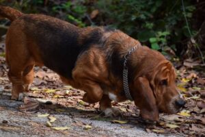 Do Basset Hounds Bark a Lot