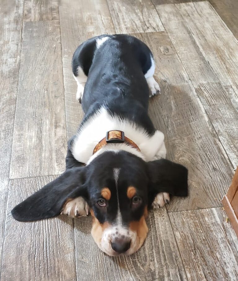 Do Basset Hounds Bark a Lot? (Explained!) Basset Hound Enthusiast