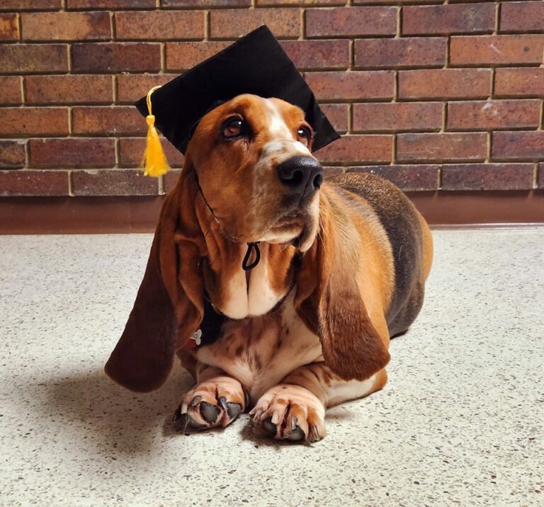 Do Basset Hounds Bark a Lot? (Explained!) Basset Hound Enthusiast