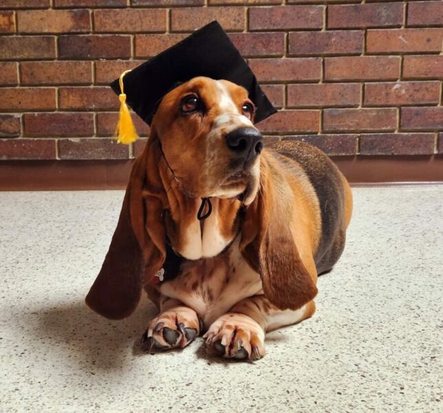 Do Basset Hounds Bark a Lot? (Explained!) Basset Hound Enthusiast