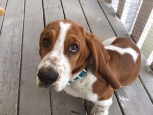 Do Basset Hounds Bark a Lot 8