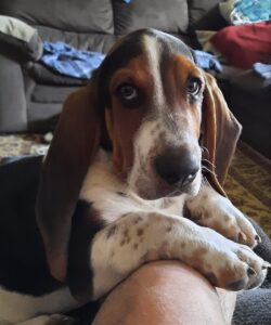 Do Basset Hounds Bark a Lot 9