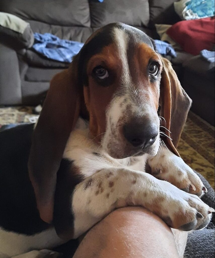 Do Basset Hounds Bark a Lot? (Explained!) Basset Hound Enthusiast