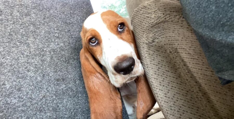 Do Basset Hounds Shed