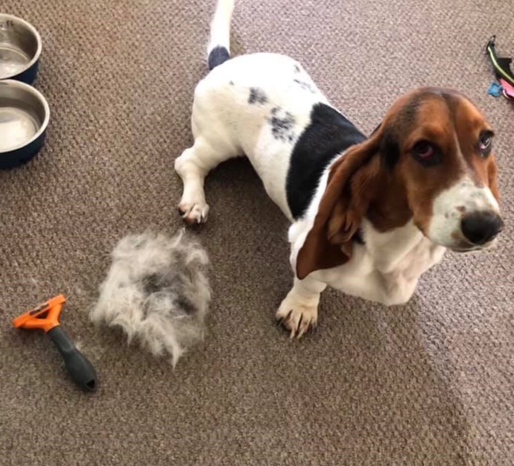 How Do I Stop My Basset Hound From Shedding 1