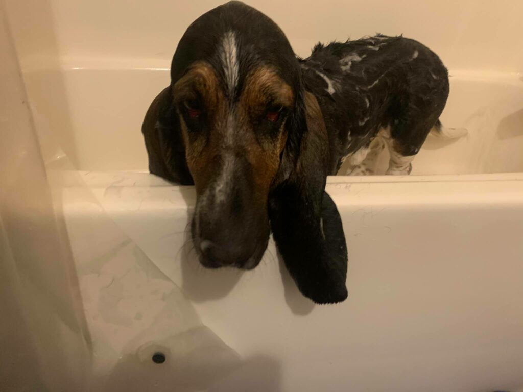 How Do I Stop My Basset Hound From Shedding 3