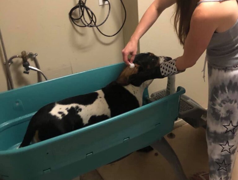 Why Basset Hounds Smell So Bad and How To Fix It Basset Hound Enthusiast