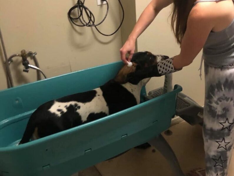 Why Basset Hounds Smell So Bad and How To Fix It Basset Hound Enthusiast