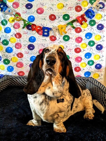 How Long Do Basset Hounds Live on Average