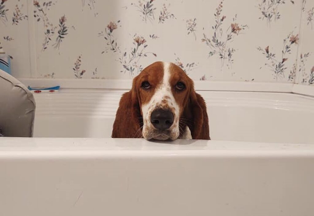 How To Bathe Your Basset Hound - The Proper Way