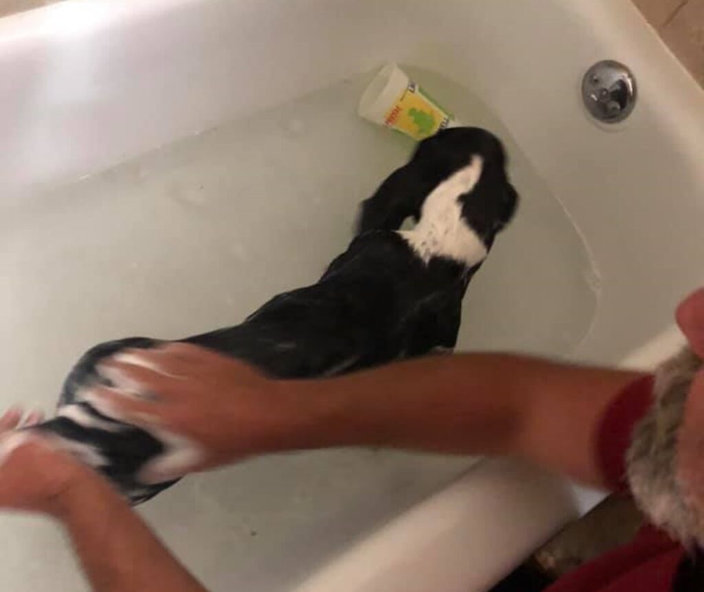 How To Bathe Your Basset Hound The Proper Way 2