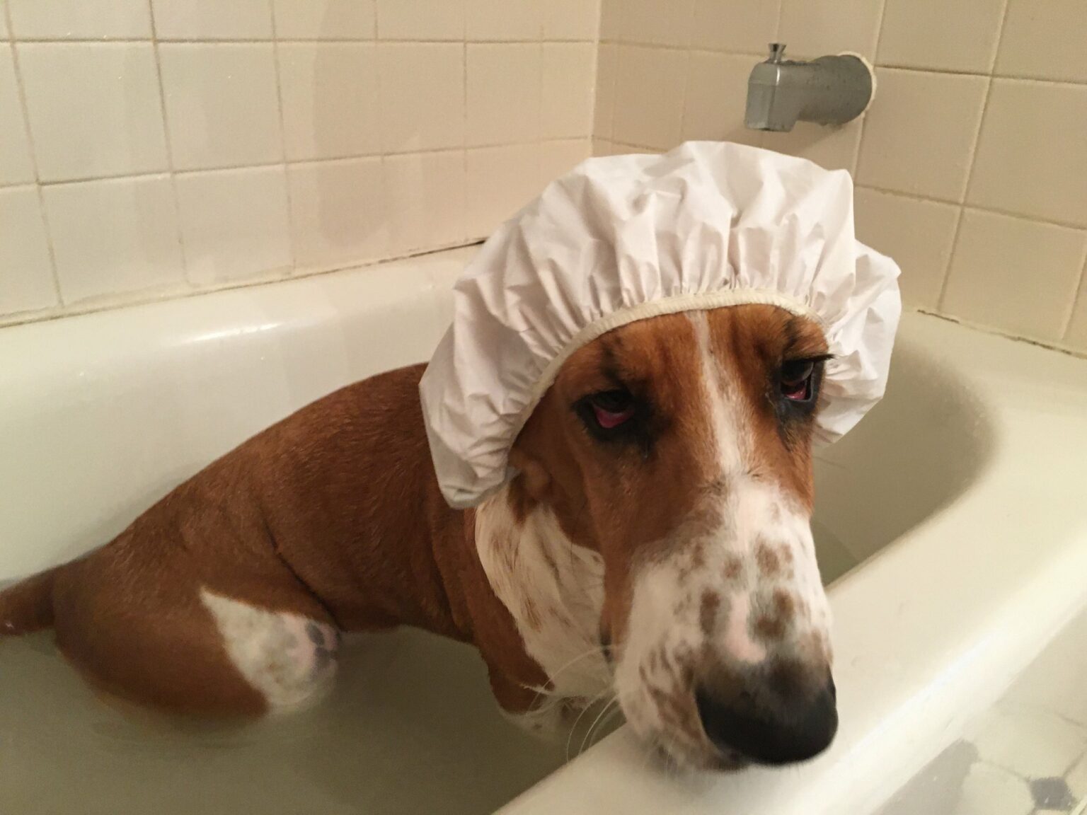 How To Bathe Your Basset Hound The Proper Way Basset Hound Enthusiast