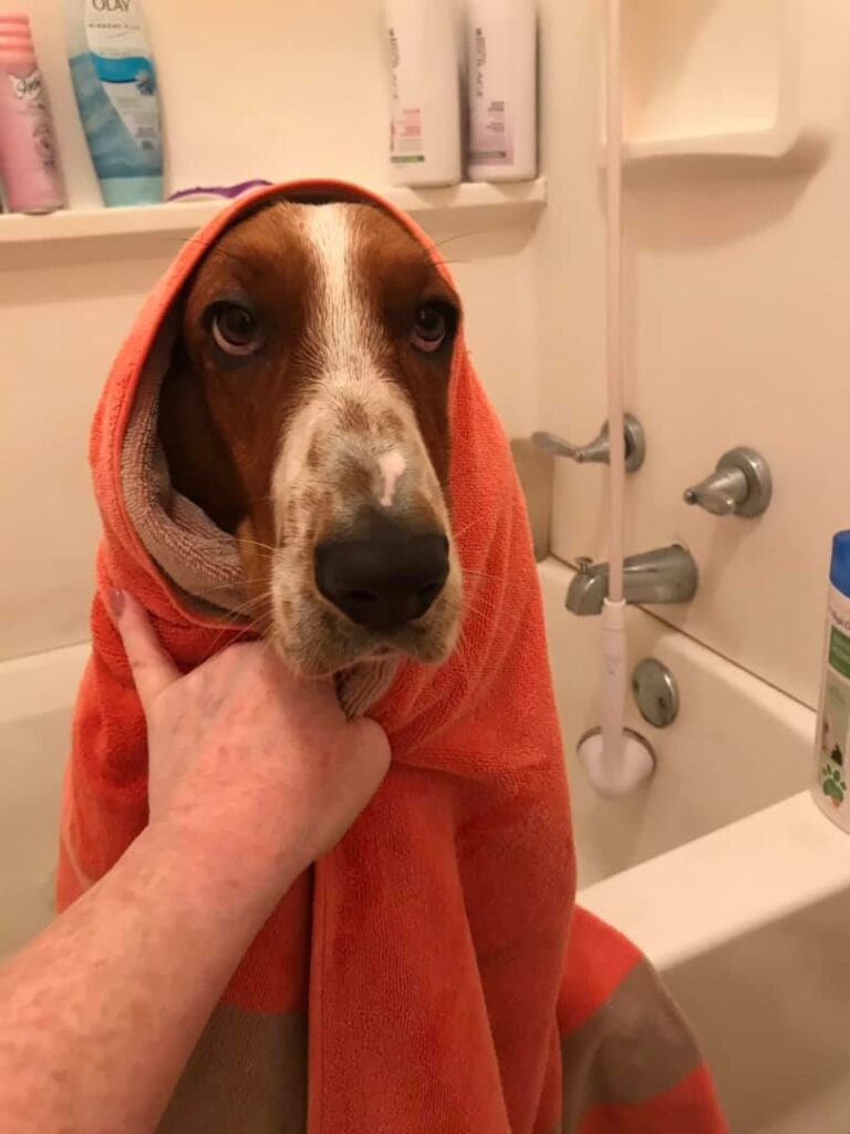 How To Bathe Your Basset Hound The Proper Way 5