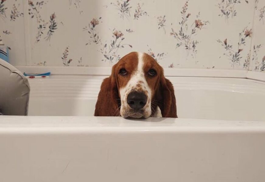 How To Bathe Your Basset Hound The Proper Way Basset Hound Enthusiast