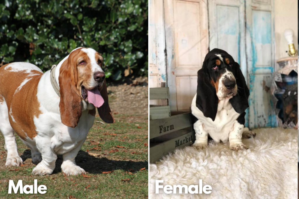 Should I Get a Boy or Girl Basset Hound