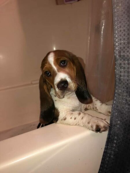 bathing a basset hound scaled