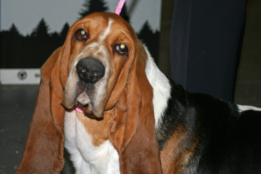 Can Basset Hounds Eat Kiwi