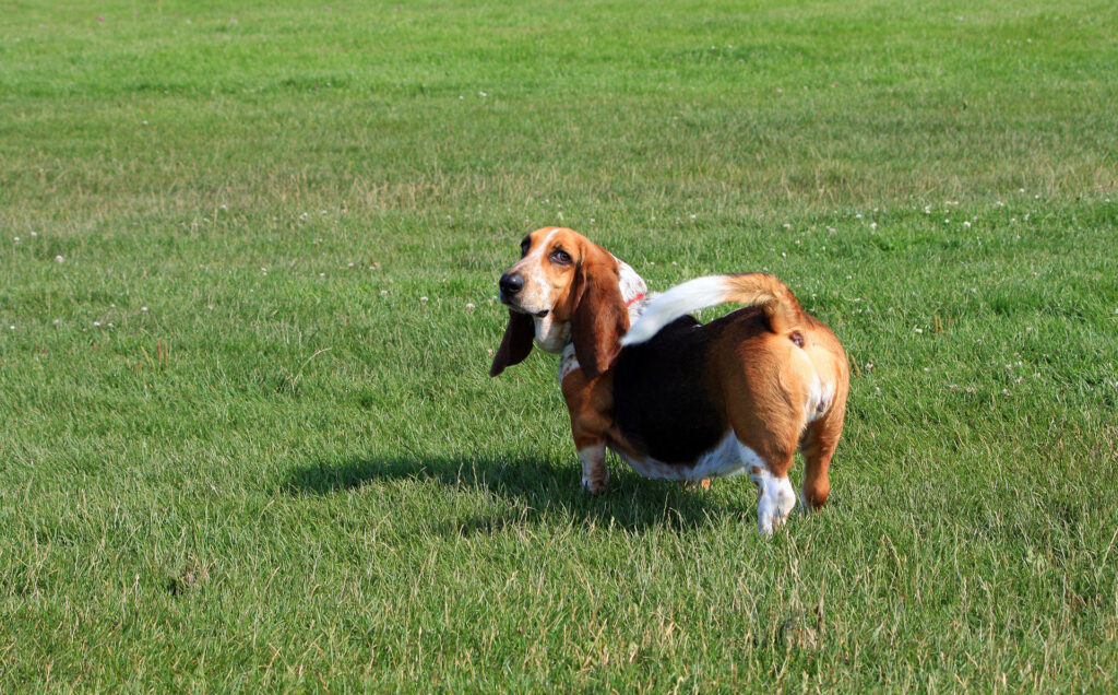 Can Basset Hounds Eat Melon