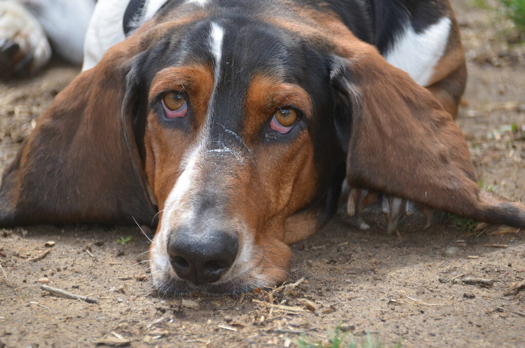 Can Basset Hounds Eat Oranges